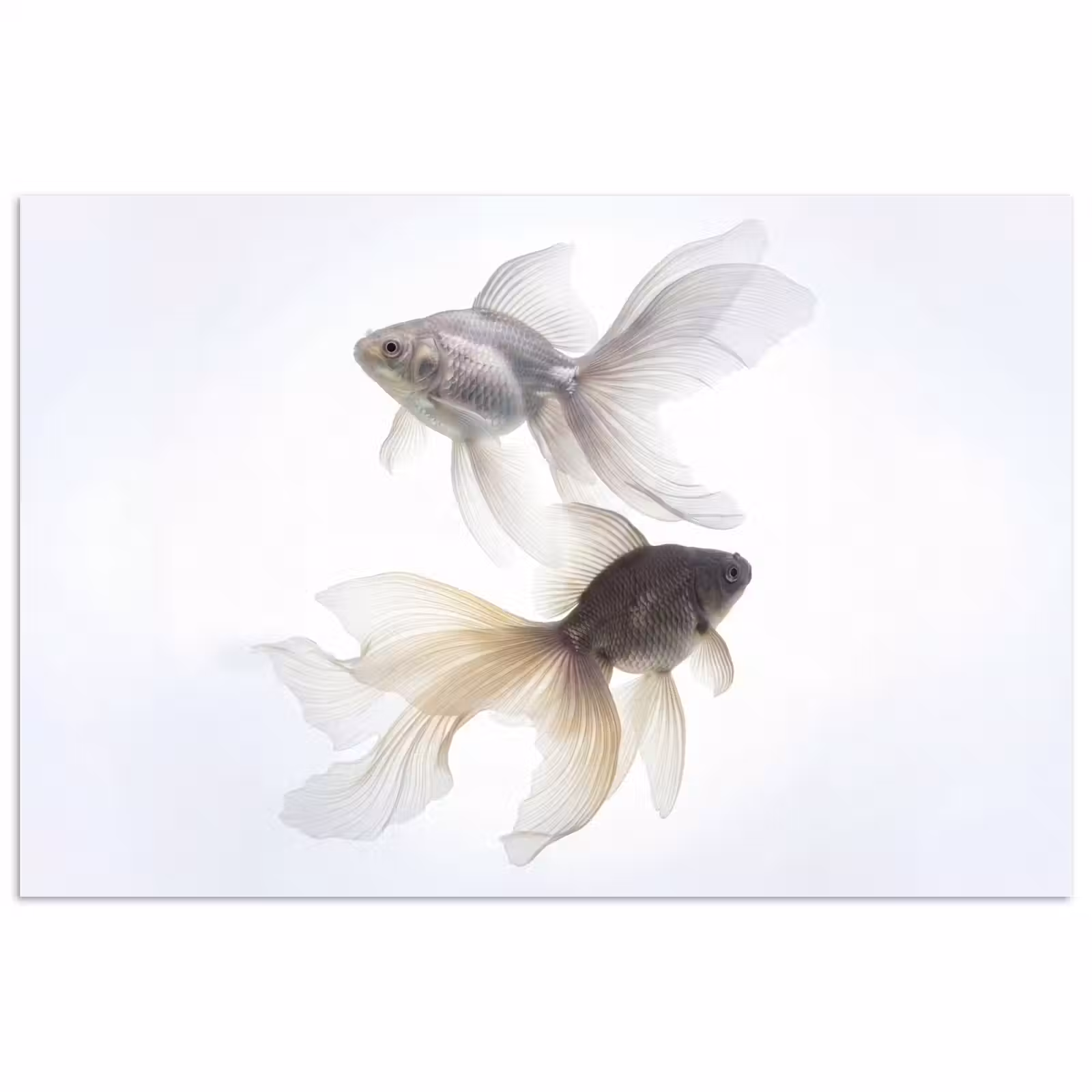 Poster - Goudvissen - Modern - Wit — 1