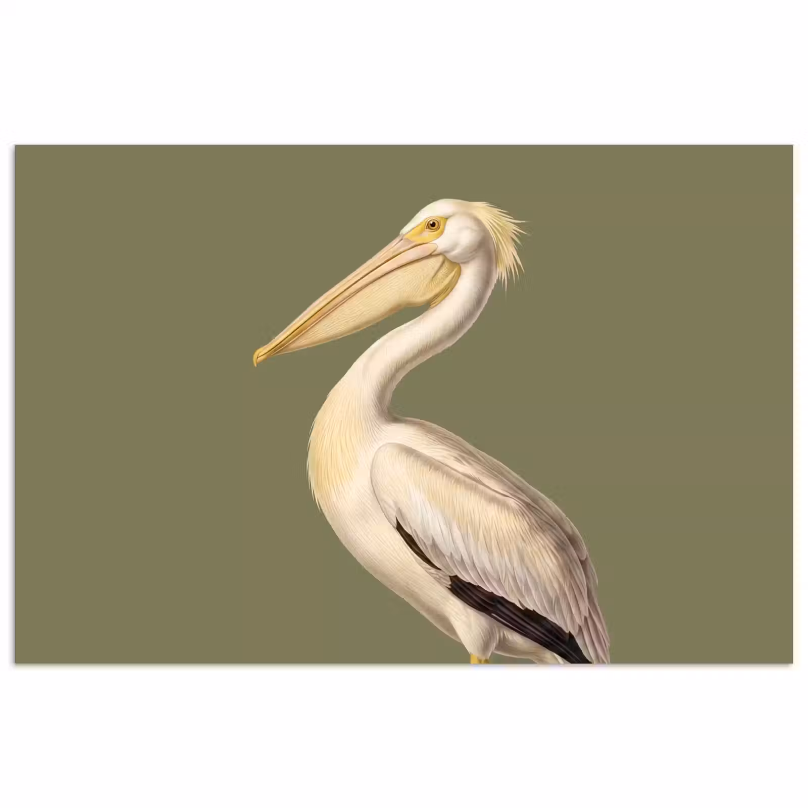 Poster - Pelikaan - Wit - Vogel - Klassiek - Natuur — 1