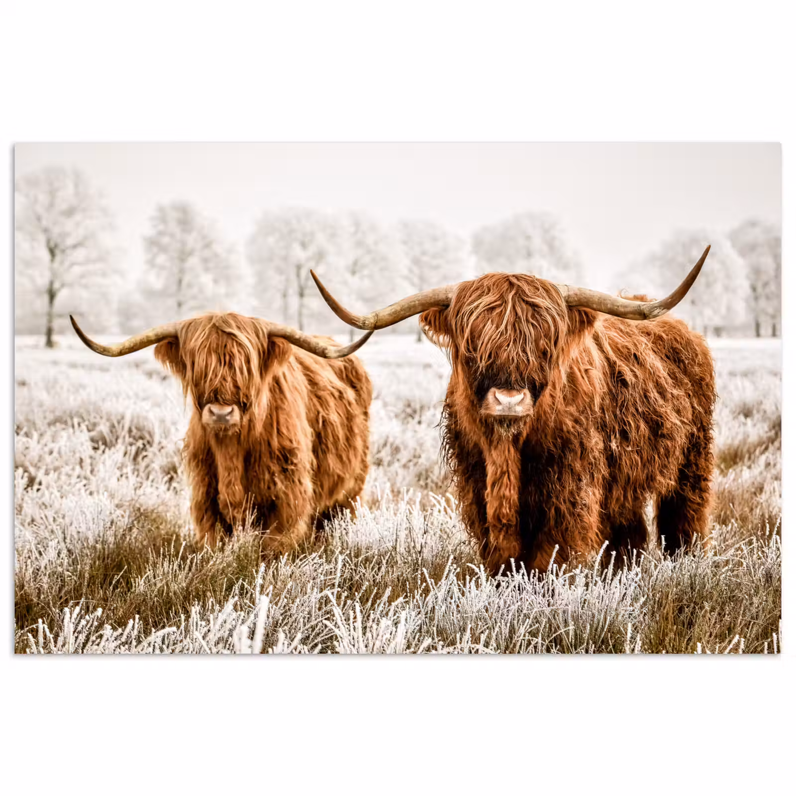 Poster - Schotse hooglander - Koe - Natuur - Winter — 1