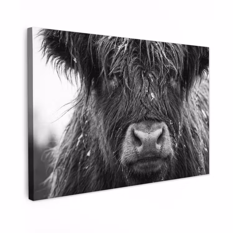 Canvas schilderij - Schotse hooglander - Zwart - Wit - Sneeuwvlokken — 1