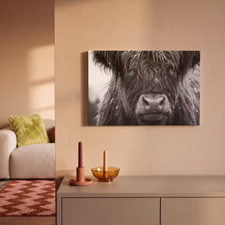 Canvas schilderij - Schotse hooglander - Zwart - Wit - Sneeuwvlokken — 2