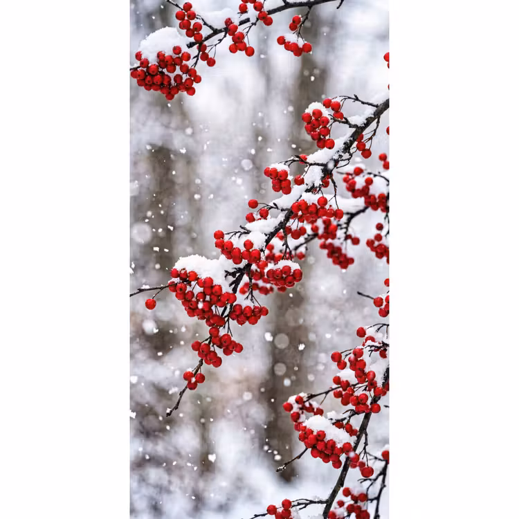 Behang - Bessen - Takken - Sneeuw - Winter - Kleurrijk — 2