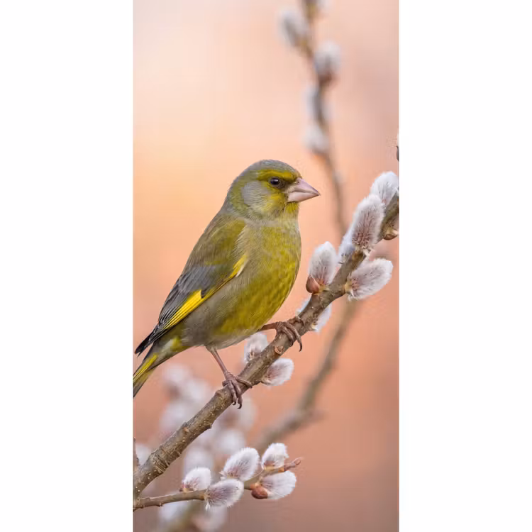 Behang - Groenling - Katjes - Lente - Natuur - Zacht — 2