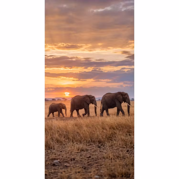 Behang - Olifanten - Savanne - Zonsondergang - Afrika - Warm — 2