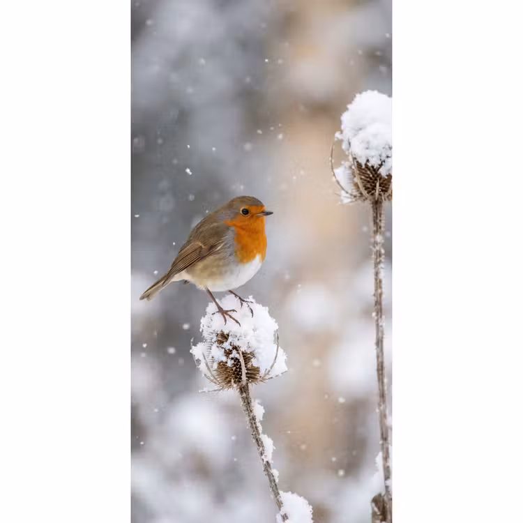 Behang - Roodborstje - Gedroogde bloem - Sneeuw - Winter - Vertederend — 2