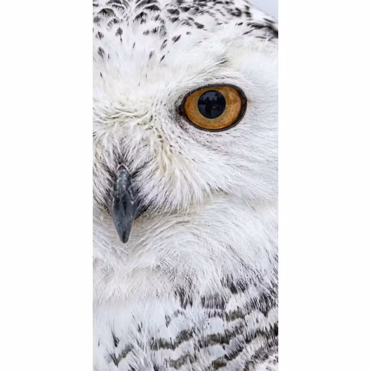 Behang - Sneeuwuil - Oog - Wildlife - Wit — 2