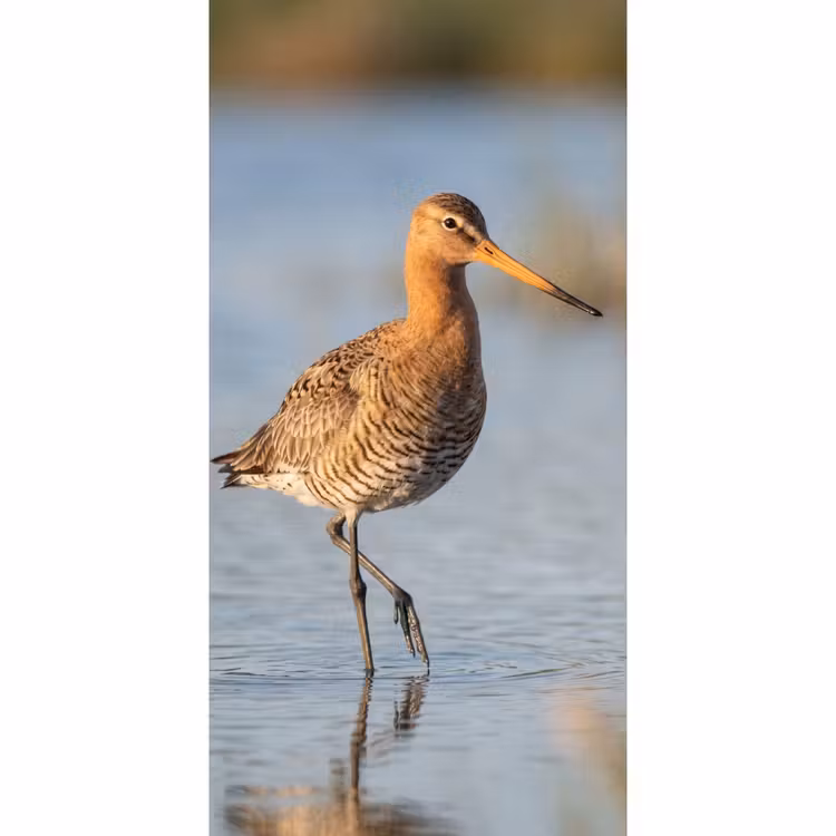 Behang - Vogel - Steltloper - Water - Natuur — 2