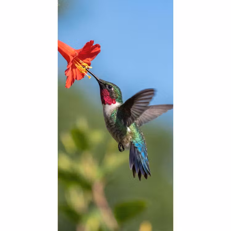 Behang - Kolibrie - Bloem - Natuur - Groen — 2