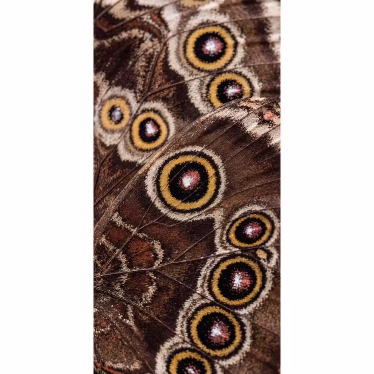Behang - Vlinder - Vleugel - Abstract — 2