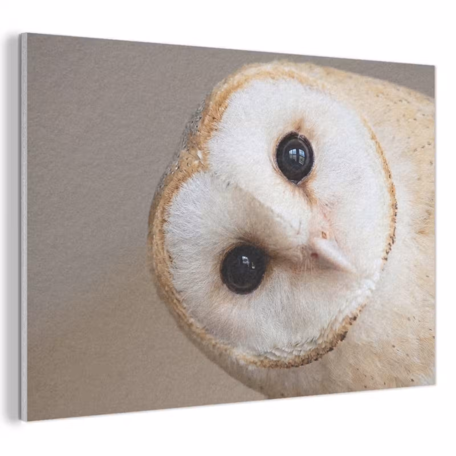 Akoestisch schilderij - Uil - Bruin - Wit — 1