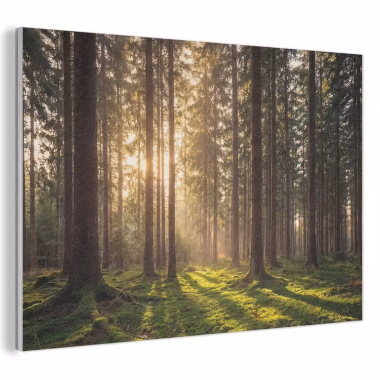 Akoestisch schilderij - Bos - Gras - Zonlicht — 1