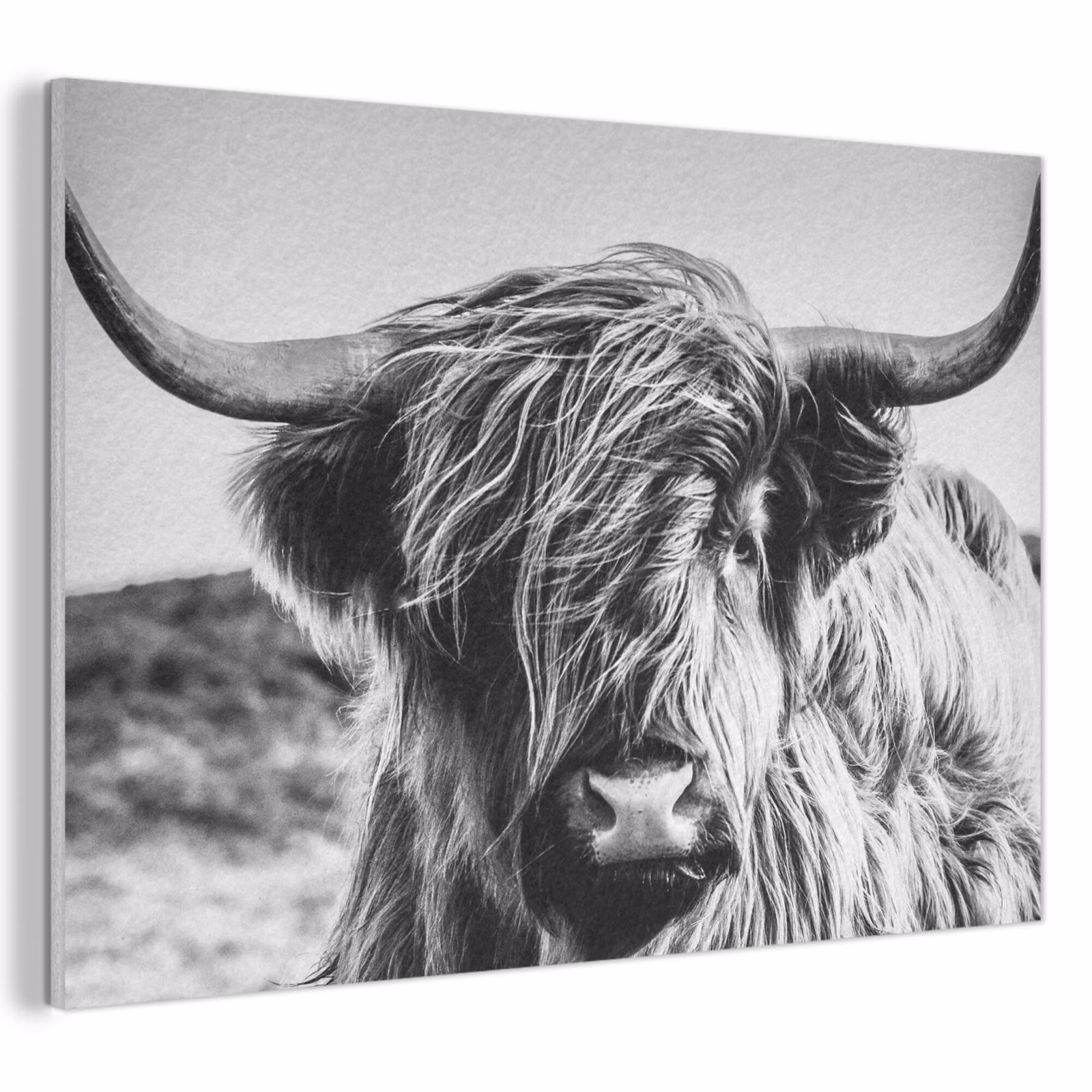 Akoestisch schilderij - Schotse hooglander - Close up - Horens - Vacht - Zwart Wit — 1