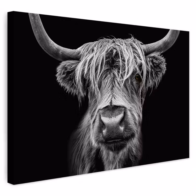 Buiten canvas - Schotse Hooglander - Horens - Zwart - Wit - Koe - Wild - Dieren — 1
