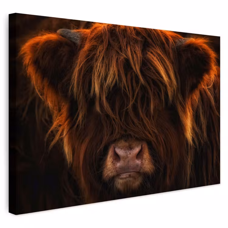 Buiten canvas - Schotse Hooglander - Koe - Portret - Dieren — 1