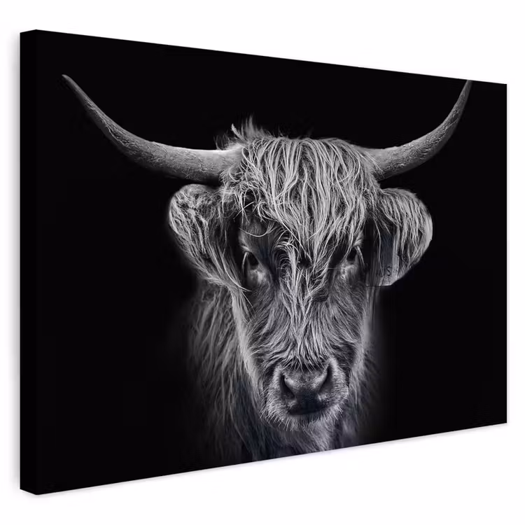 Buiten canvas - Schotse hooglander - Zwart - Koe - Dieren — 1