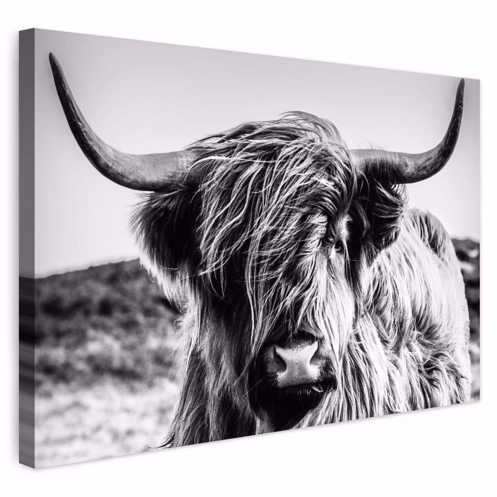 Buiten canvas - Koe - Schotse hooglander - Zwart - Wit - Dier - Natuur - Wild — 1