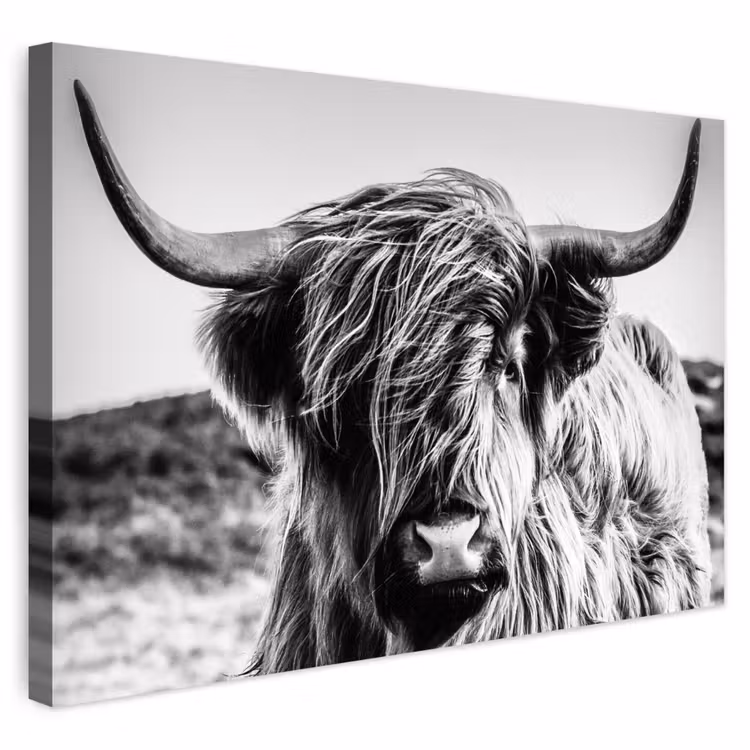 Buiten canvas - Koe - Schotse hooglander - Zwart - Wit - Dier - Natuur - Wild — 1