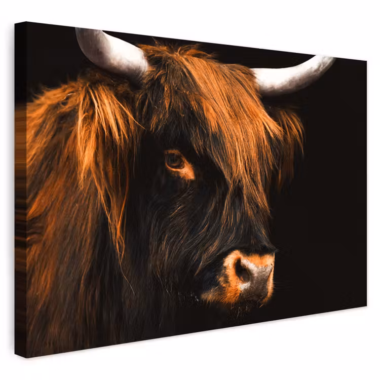 Buiten canvas - Schotse hooglander - Zwart - Koe - Hoorn - Dieren — 1