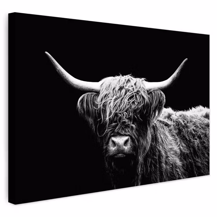 Buiten canvas - Schotse Hooglander - Koe - Zwart - Wit - Dieren — 1