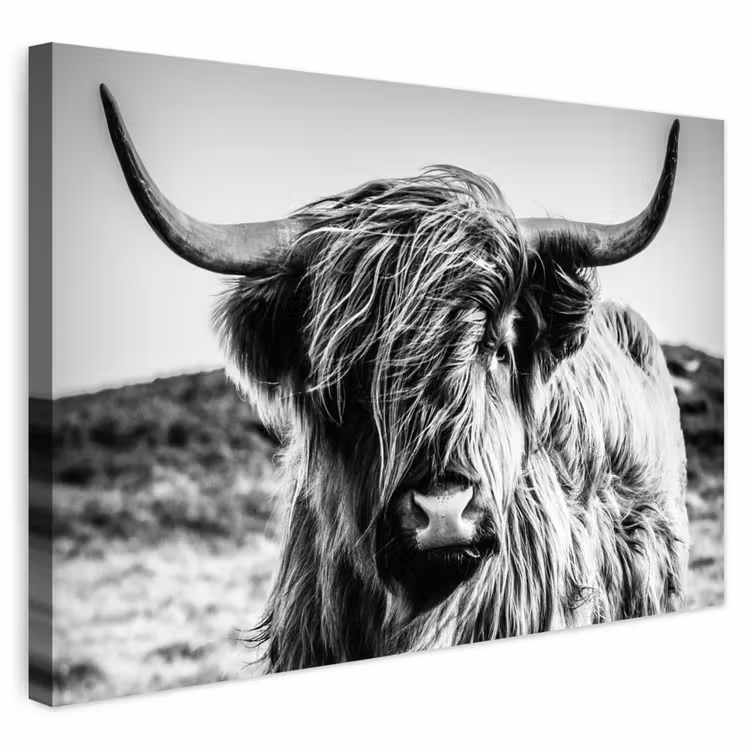 Buiten canvas - Schotse hooglander - Natuur - Koe - Zwart - Wit — 1