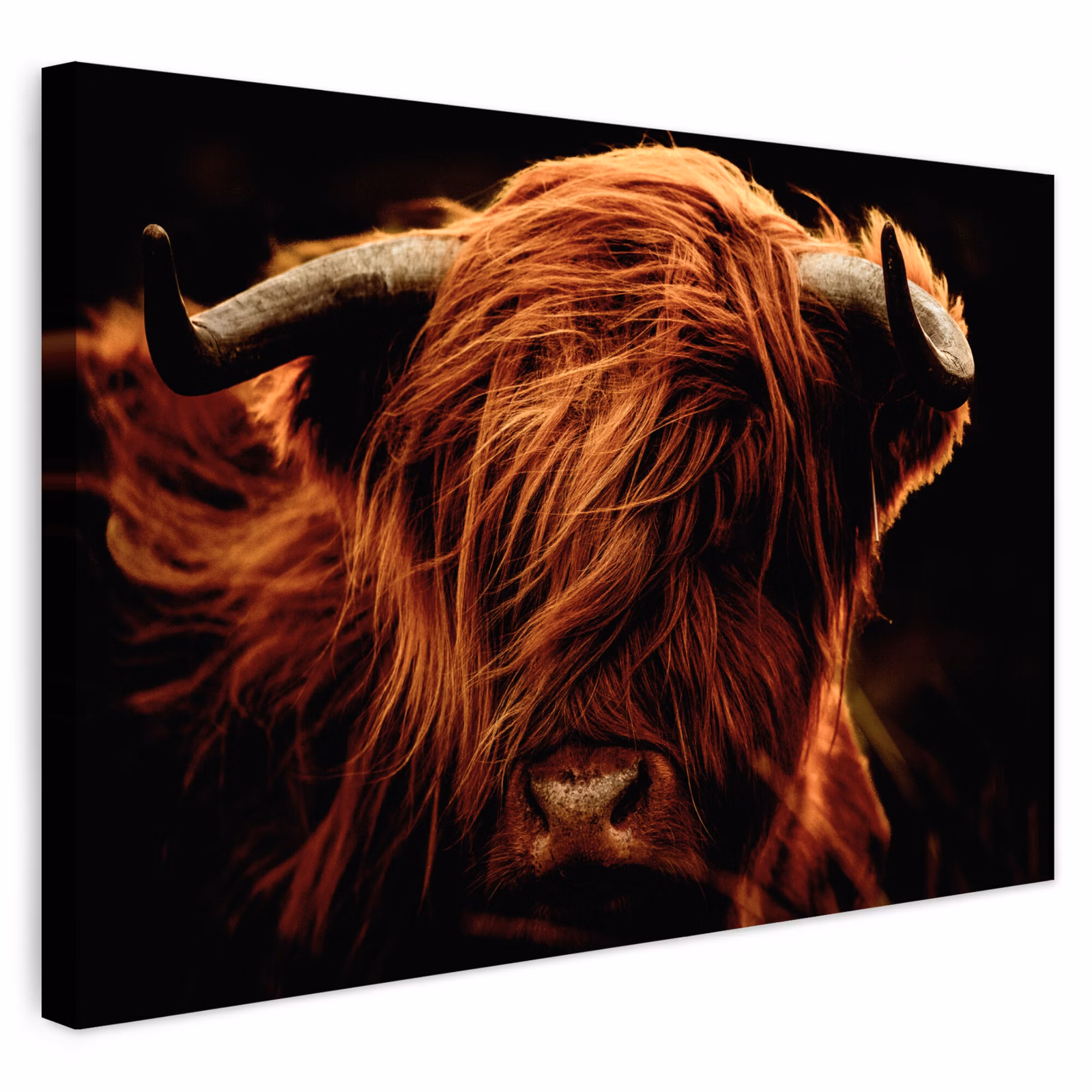 Buiten canvas - Schotse hooglander - Koe - Hoorns - Portret - Dieren — 1