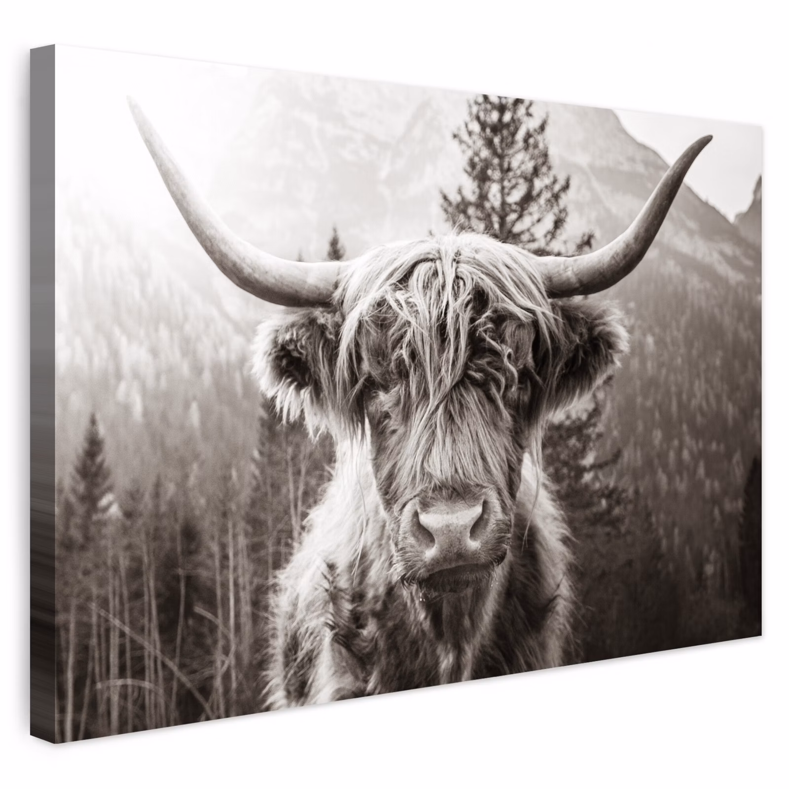 Buiten canvas - Schotse hooglander - Koe - Dieren - Zwart - Wit — 1