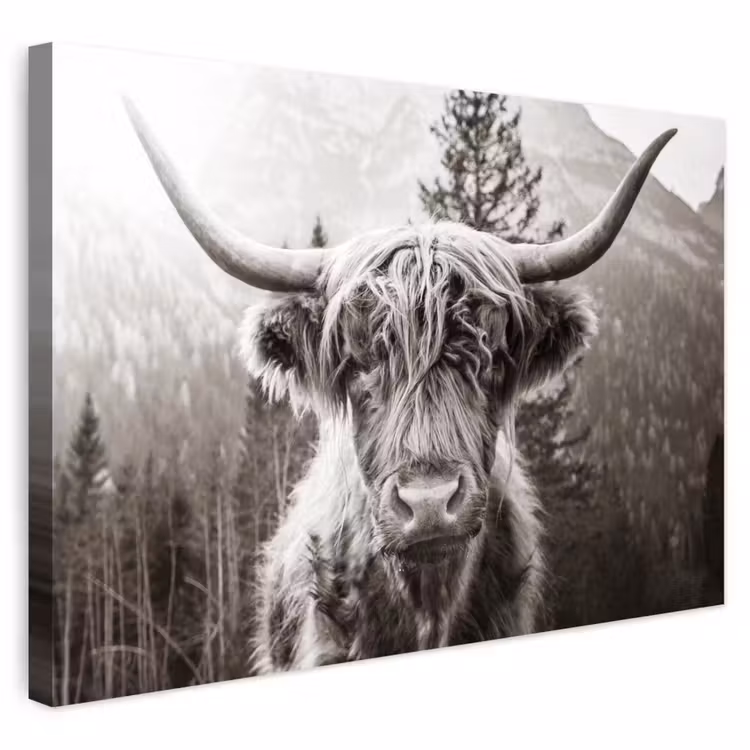 Buiten canvas - Schotse hooglander - Koe - Dieren - Zwart - Wit — 1