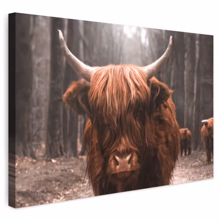 Buiten canvas - Schotse hooglander - Bos - Koe - Dieren - Natuur — 1
