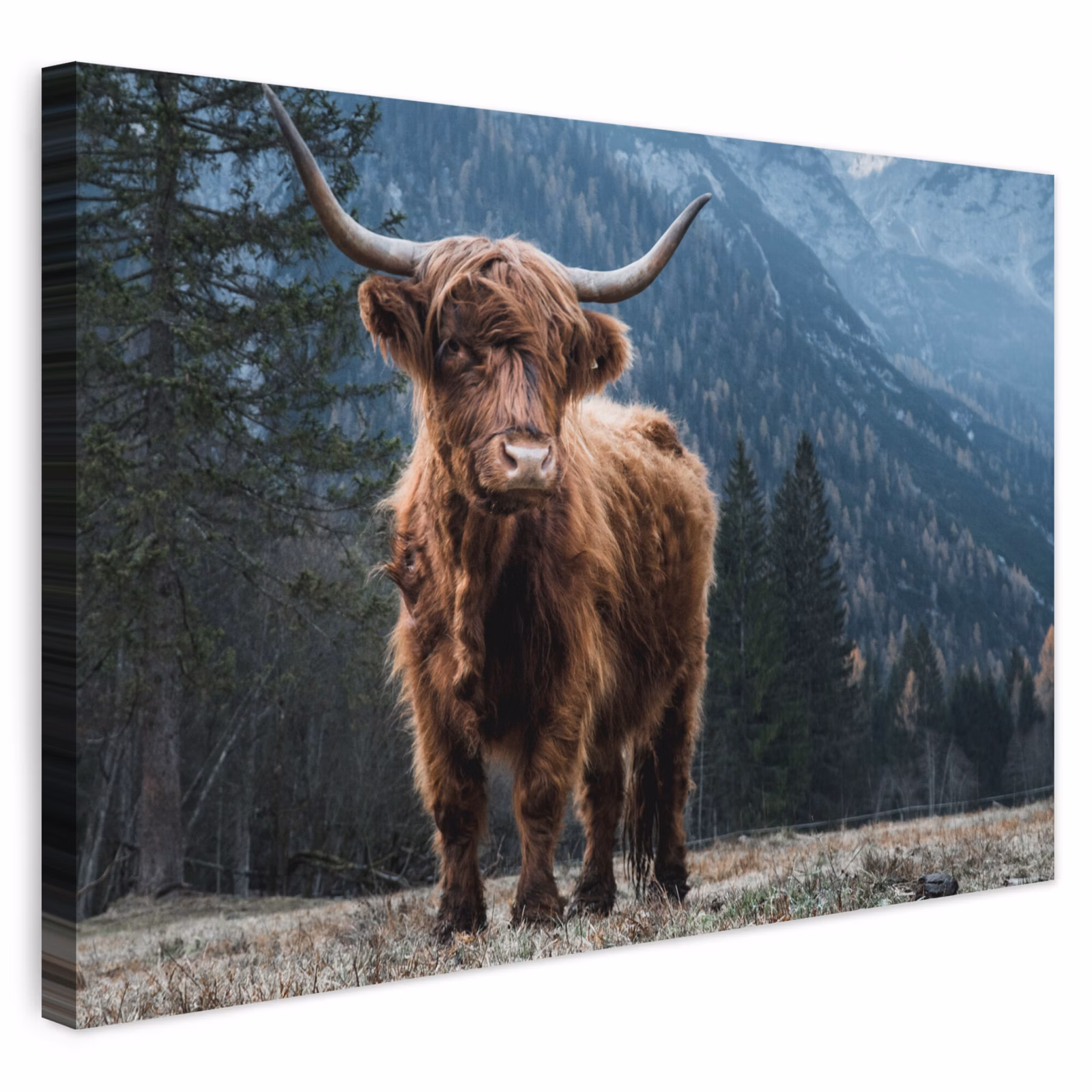 Buiten canvas - Schotse hooglander - Berg - Landschap - Bomen - Koe - Natuur — 1