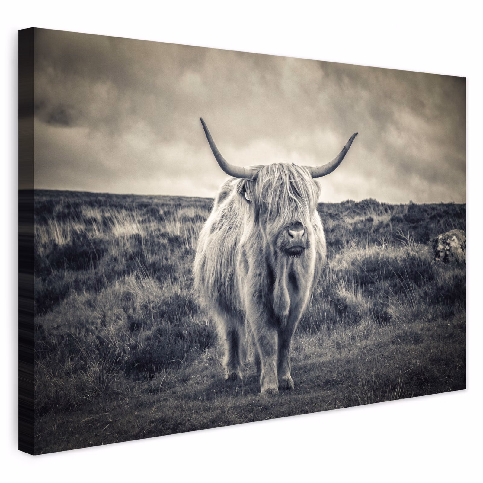 Buiten canvas - Schotse hooglander - Dieren - Wolken - Koe - Natuur — 1
