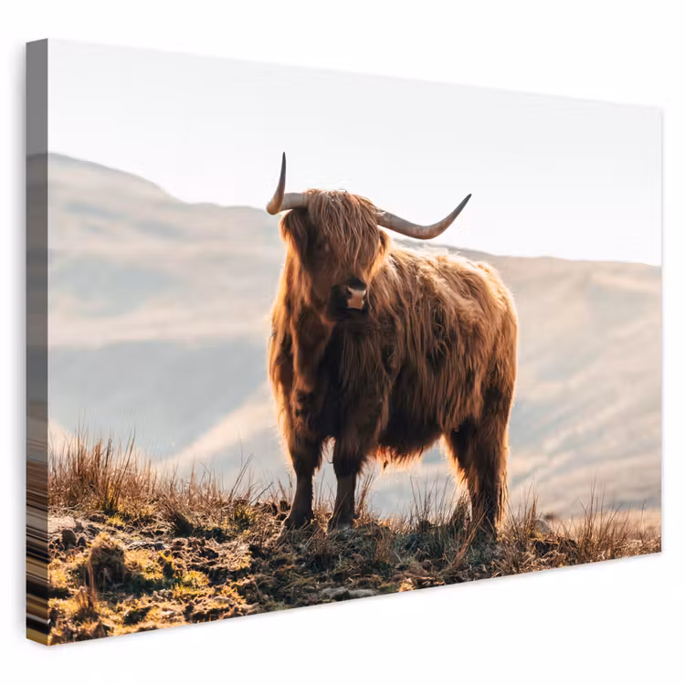 Buiten canvas - Schotse hooglander - Dieren - Landelijk - Landschap - Koe - Natuur — 1