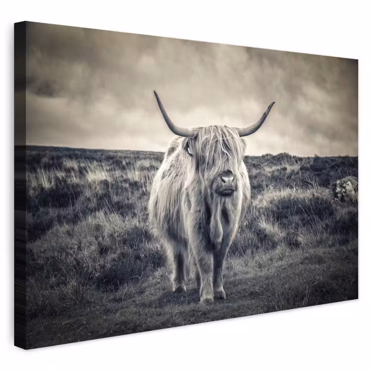 Buiten canvas - Schotse hooglander - Dieren - Wolken - Koe - Natuur — 1