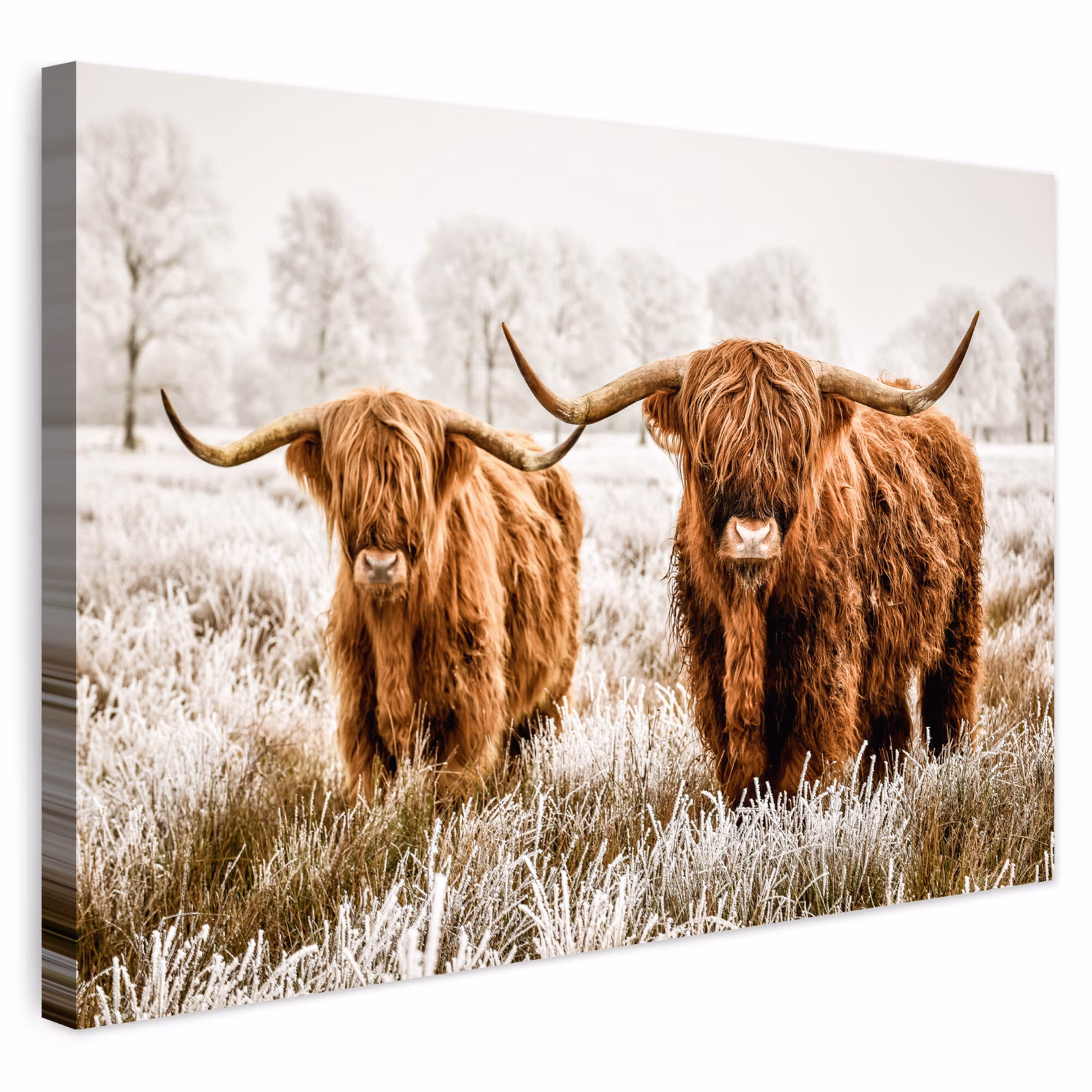 Buiten canvas - Schotse hooglander - Koe - Natuur - Winter — 1