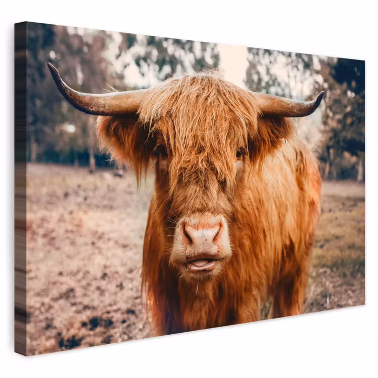 Buiten canvas - Koe- Schotse hooglander - Hoorns - Bruin - Landschap — 1