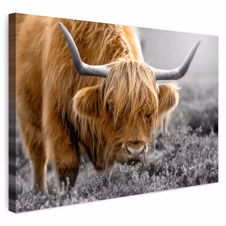 Buiten canvas - Schotse Hooglander - Dieren - Bruin - Koe - Zwart - Wit - Natuur — 1
