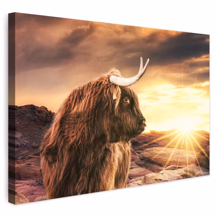 Buiten canvas - Schotse hooglander - Zon - Horizon - Koe - Dieren — 1