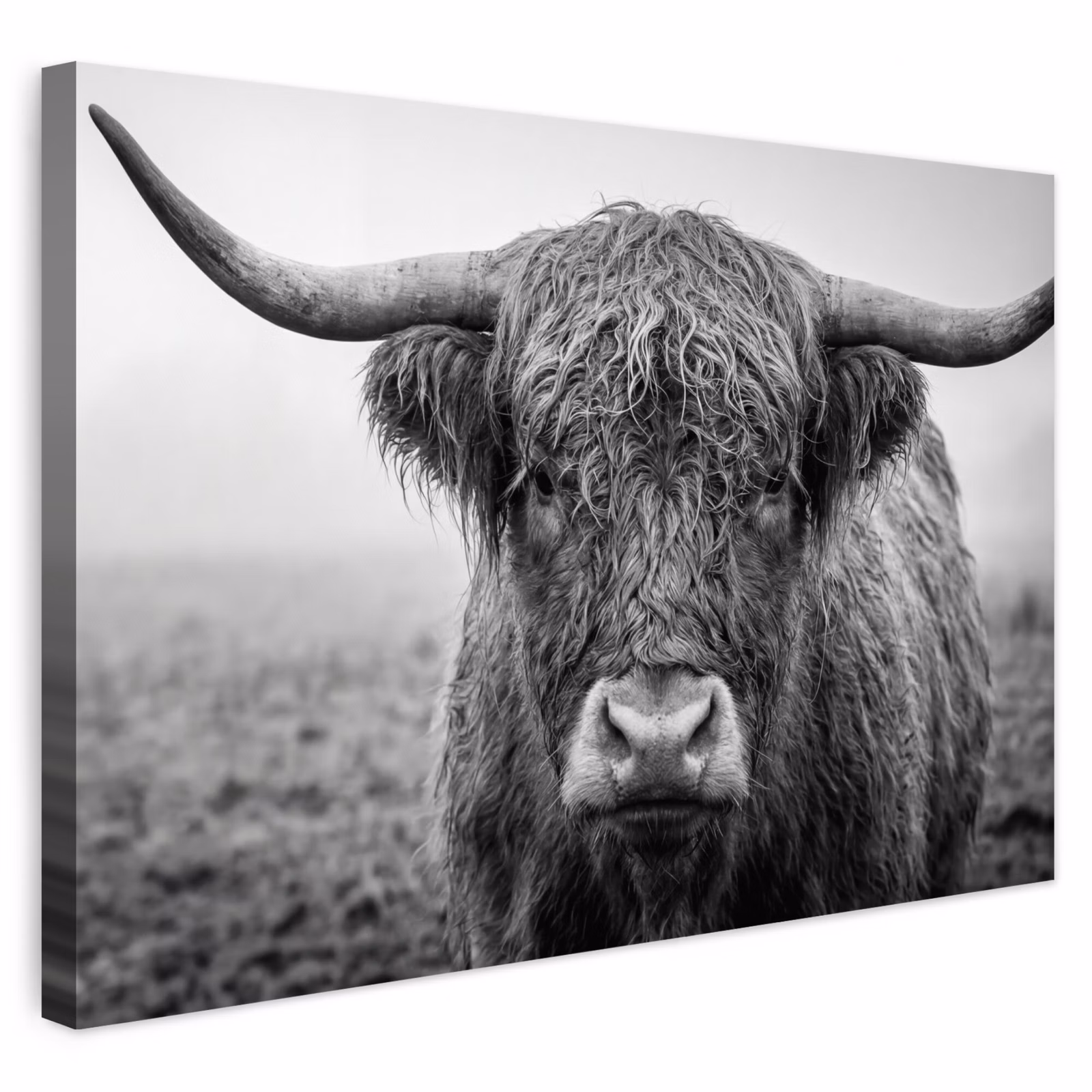 Buiten canvas - Schotse hooglander - Zwart - Wit - Gras — 1