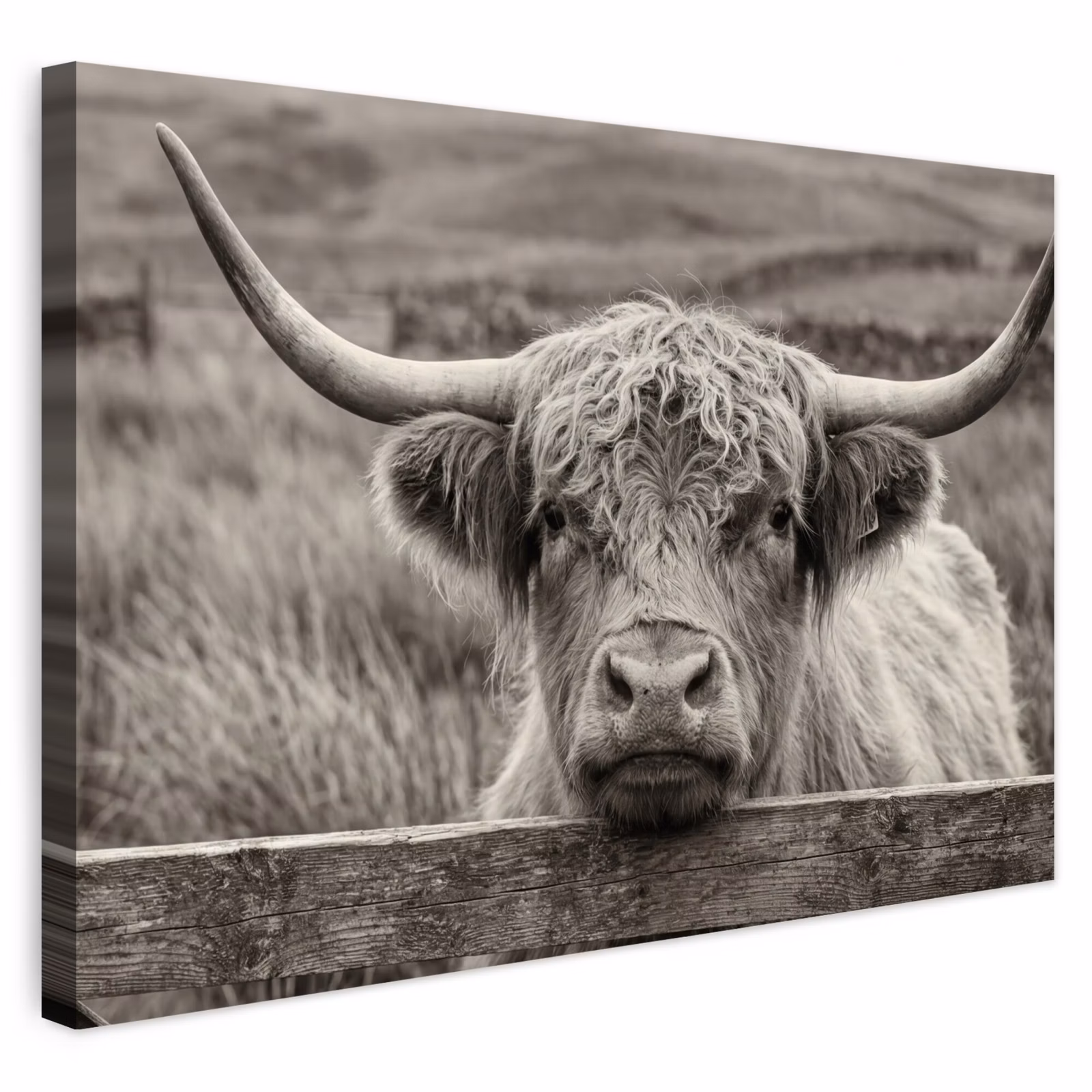 Buiten canvas - Schotse hooglander - Zwart - Wit - Hout — 1