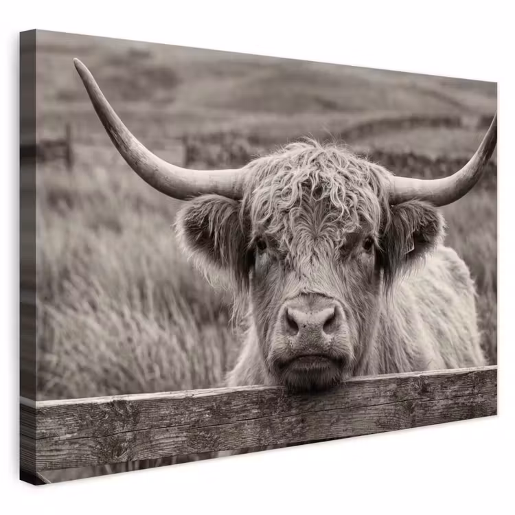 Buiten canvas - Schotse hooglander - Zwart - Wit - Hout — 1