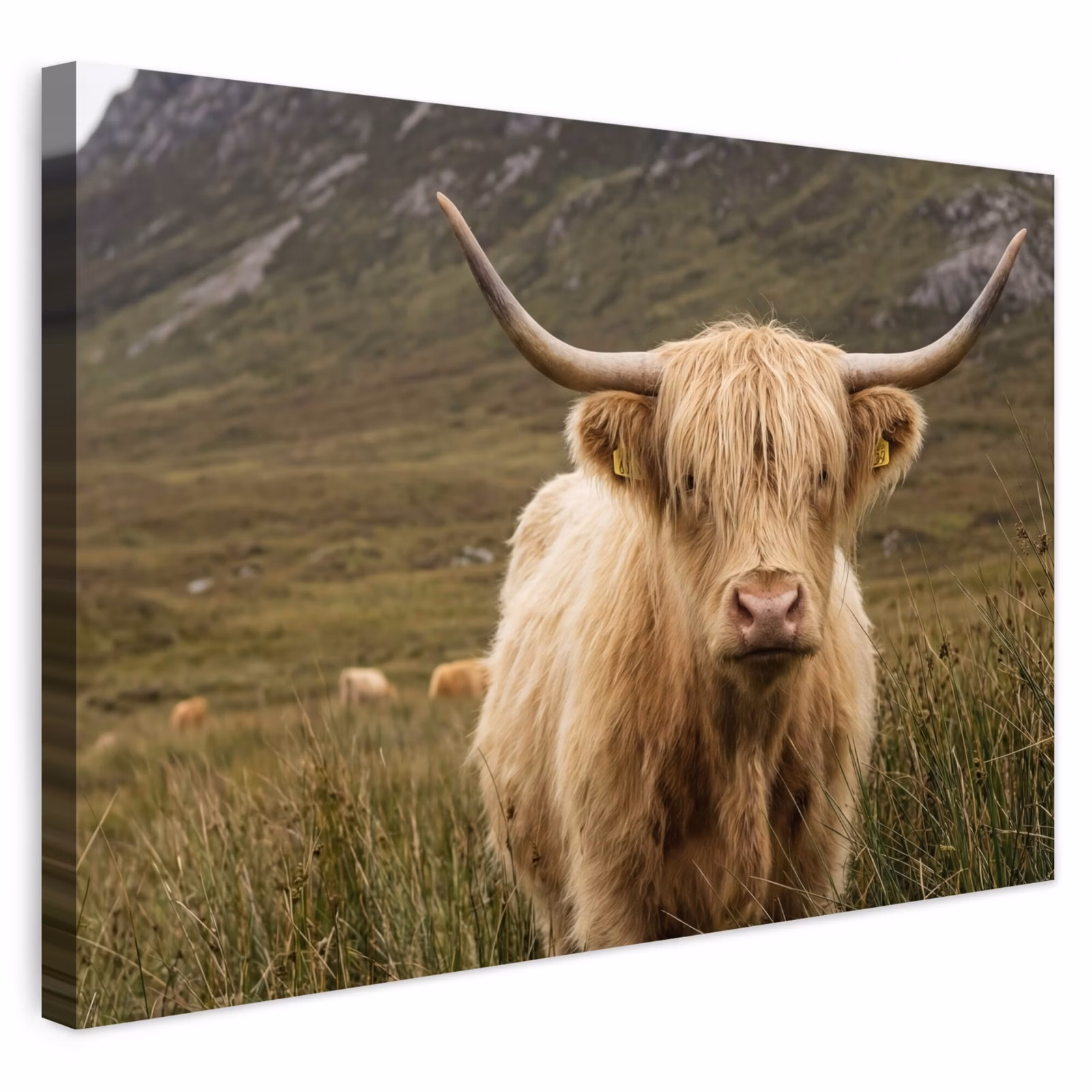 Buiten canvas - Schotse hooglander - Bergen - Grasveld — 1