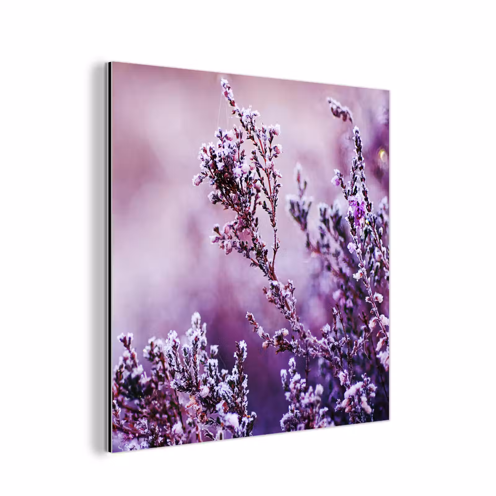 Aluminium schilderij - Lavendel - Winter - Bloemen - Paars — 1