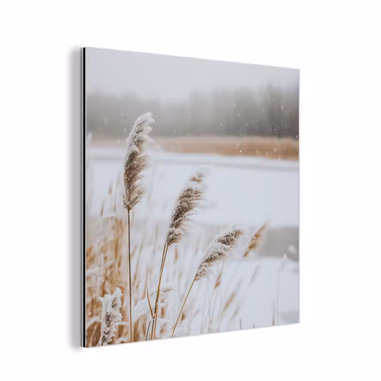 Aluminium schilderij - Riet - Meer - Winter - Natuur - Sneeuw - Beige — 1