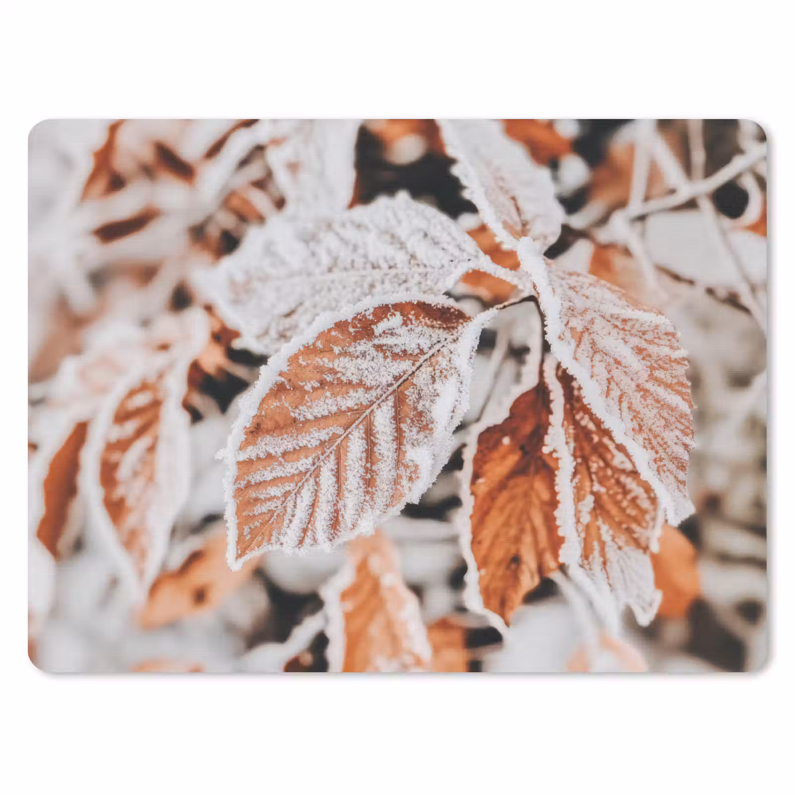 Muismat - Bladeren - IJs - Winter - Natuur — 1