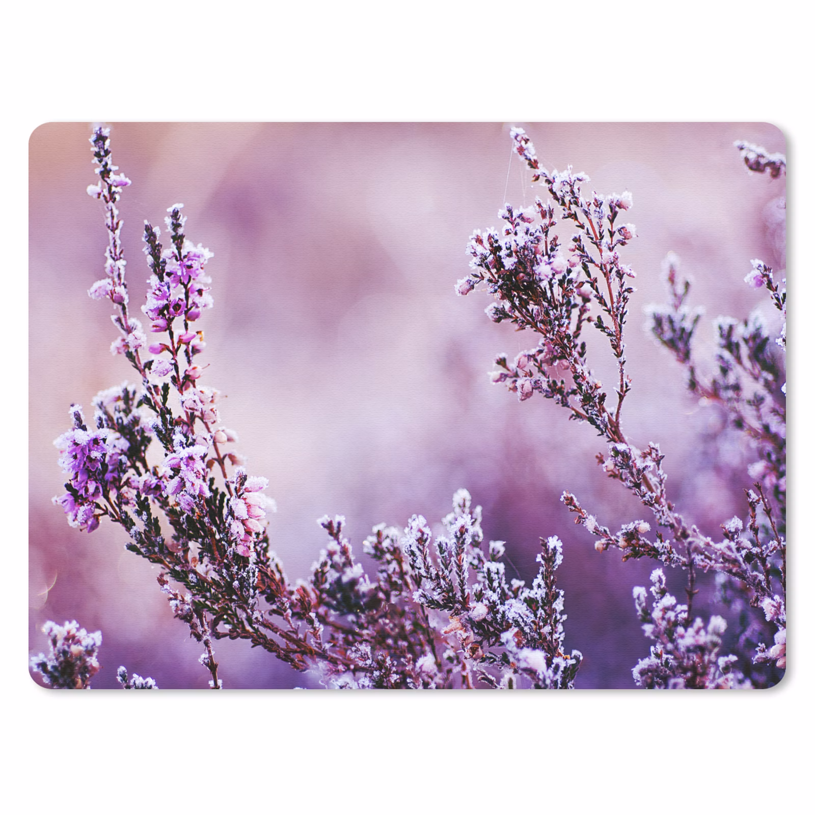 Muismat - Lavendel - Winter - Bloemen - Paars — 1