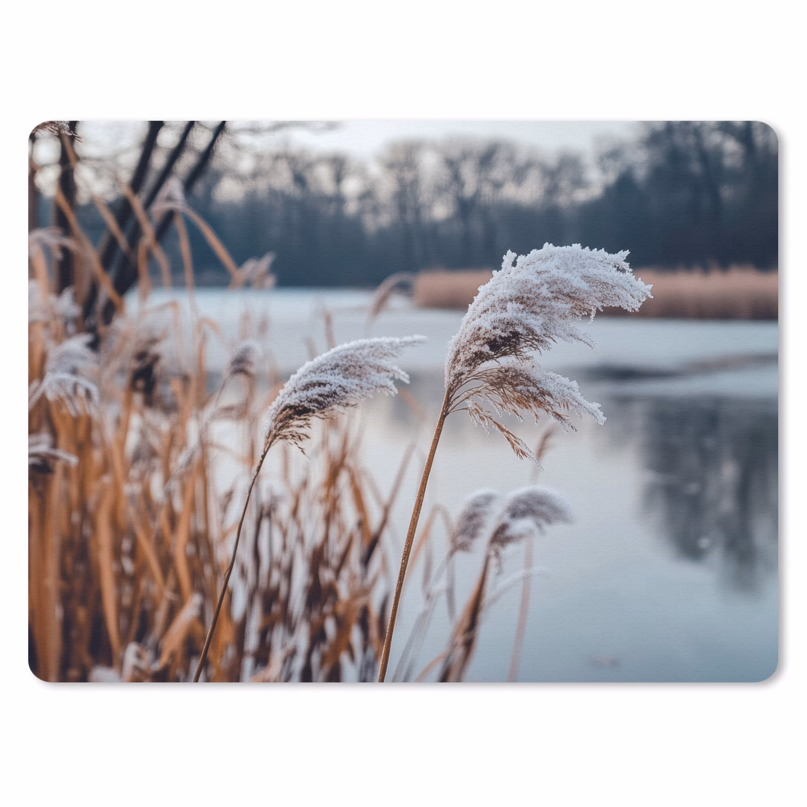 Muismat - Riet - Gras - Natuur - Winter - Meer — 1