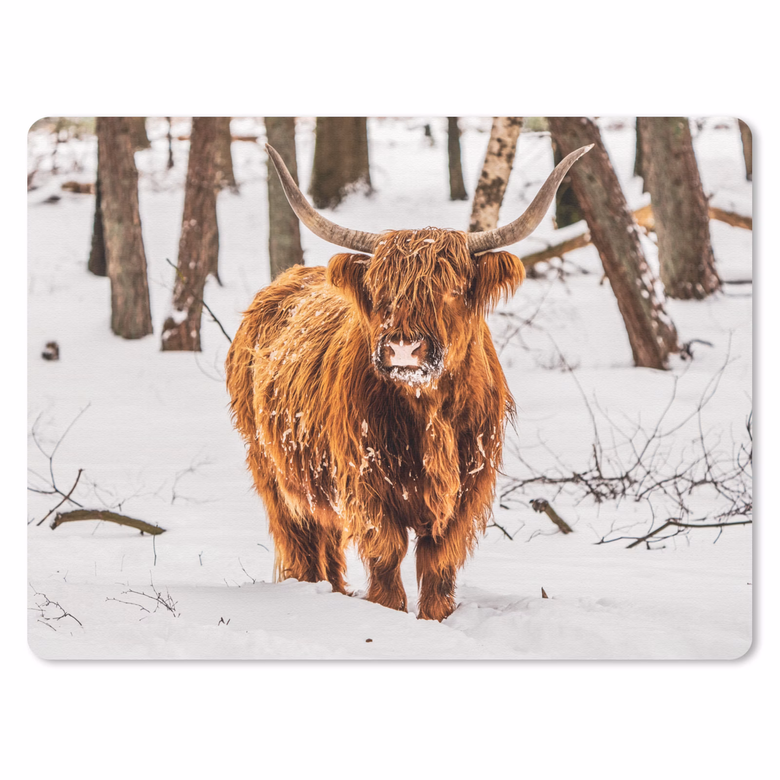 Muismat - Schotse Hooglander - Sneeuw - Winter - Natuur - Dieren — 1