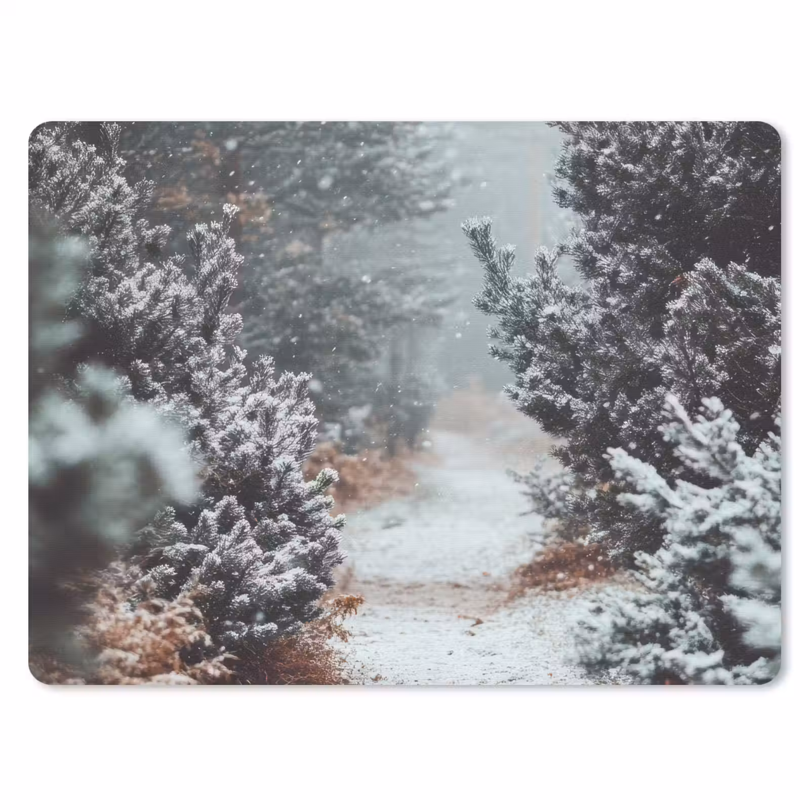 Muismat - Bos - Winter - Bomen - Natuur - Pad - Sneeuw — 1