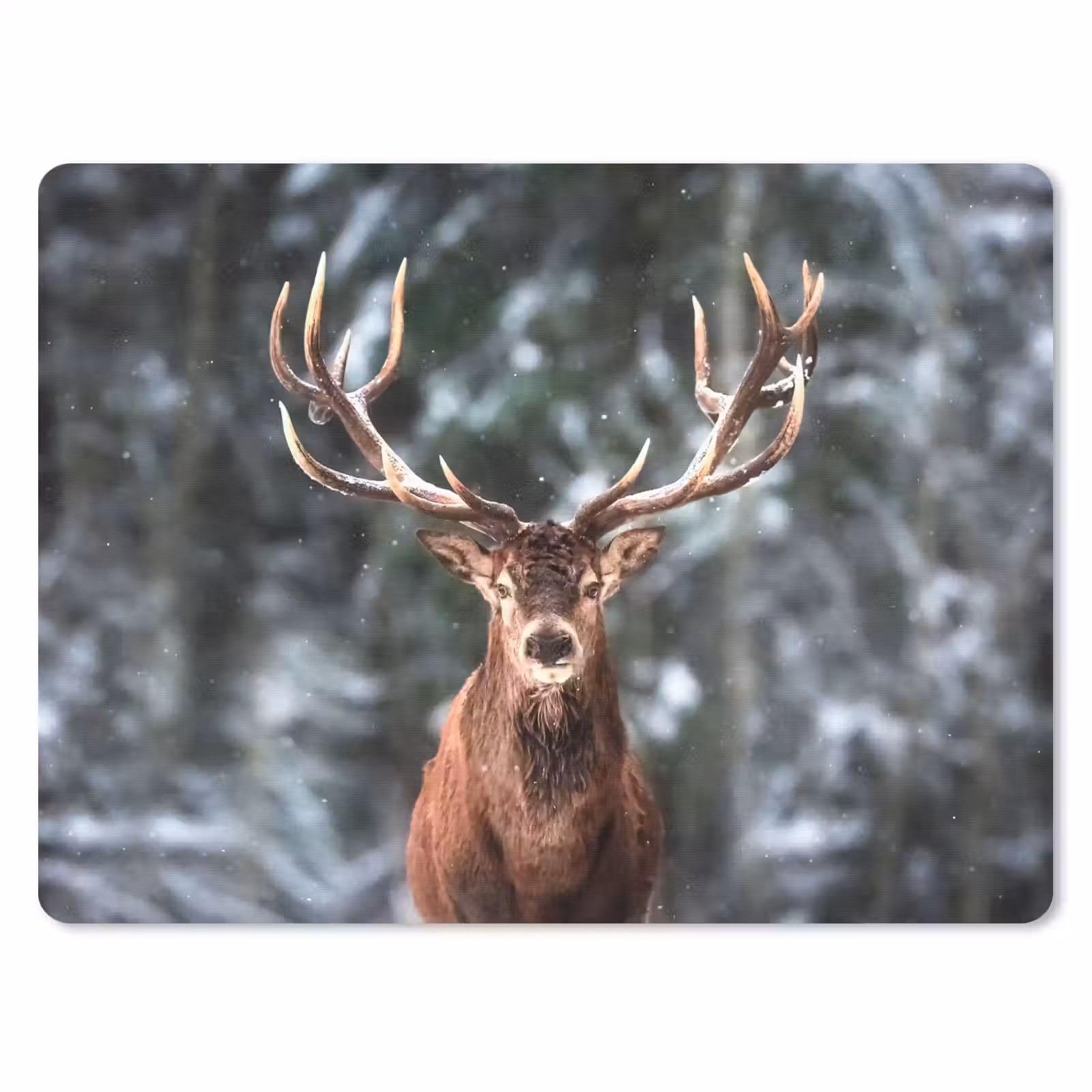 Muismat - Hert - Winter - Sneeuw - Bos - Natuur - Dier — 1