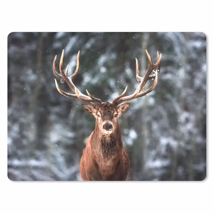 Muismat - Hert - Winter - Sneeuw - Bos - Natuur - Dier — 1