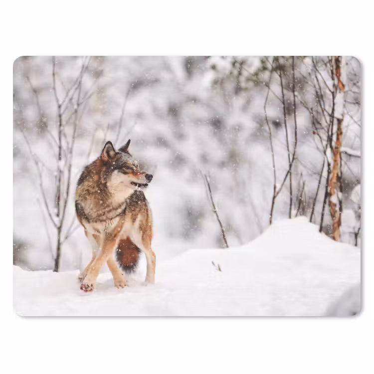 Muismat - Wolf - Winter - Sneeuw - Natuur - Dieren — 1